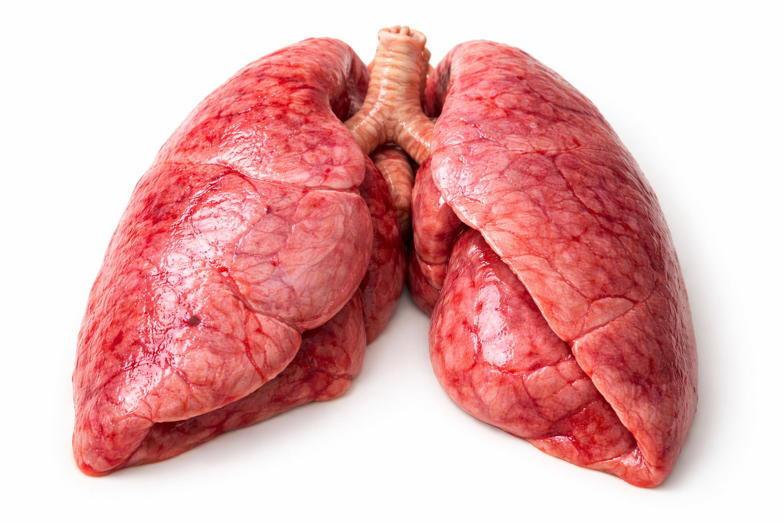 lungs anatomy